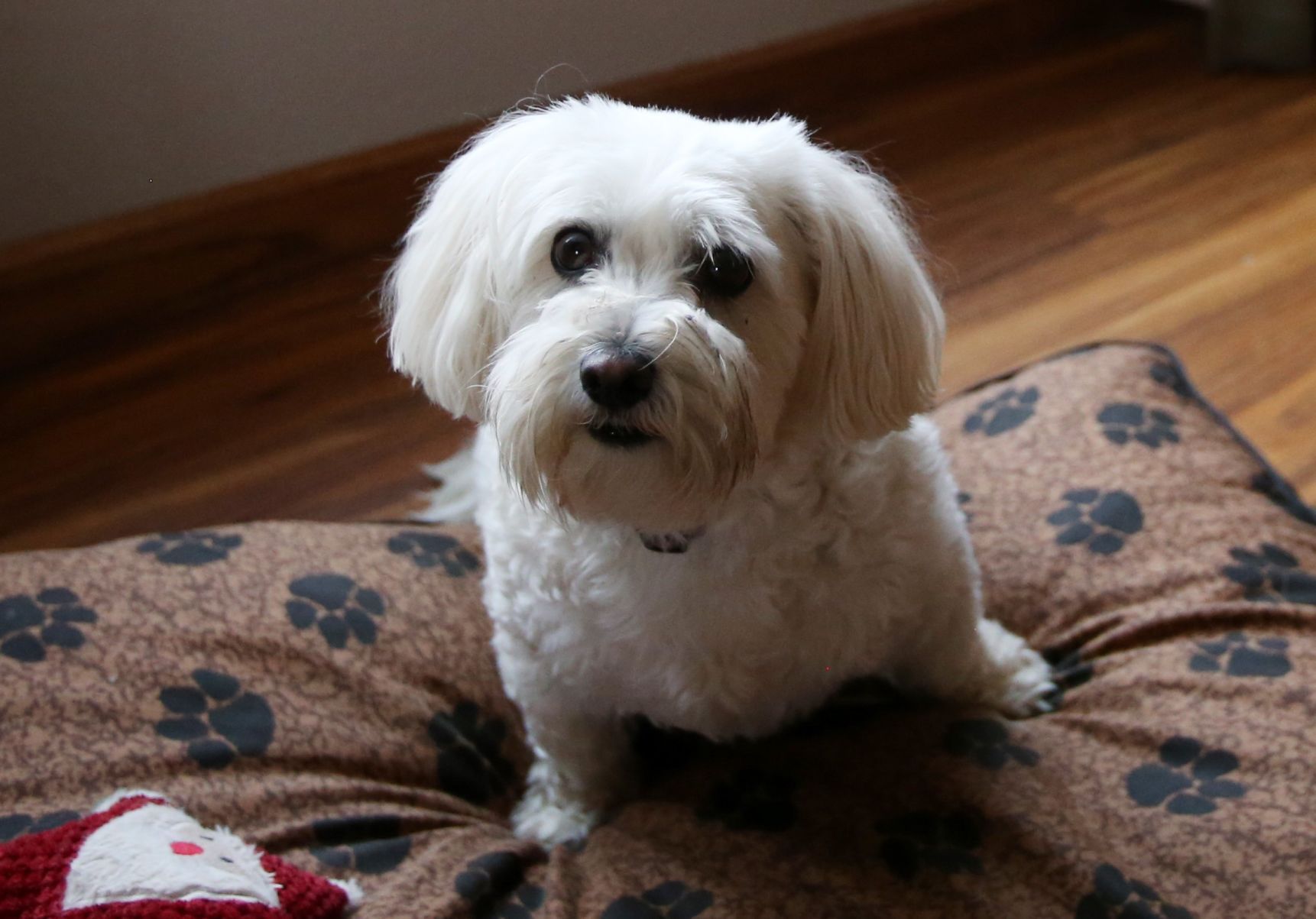 Max the six-year-old Havanese